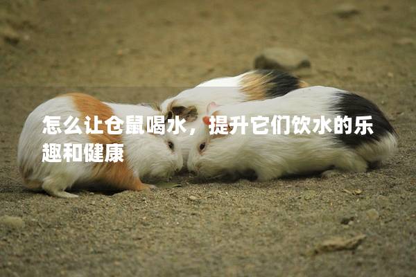 怎么让仓鼠喝水，提升它们饮水的乐趣和健康