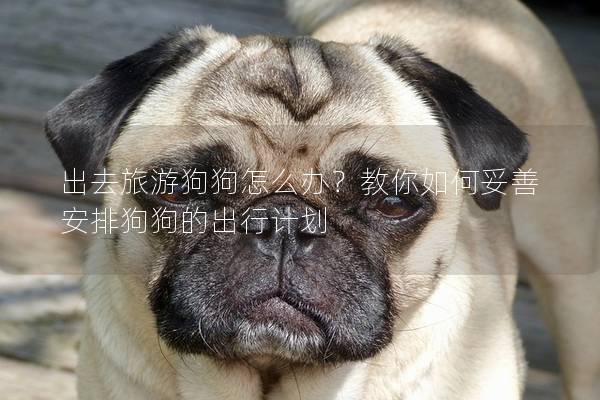 出去旅游狗狗怎么办？教你如何妥善安排狗狗的出行计划