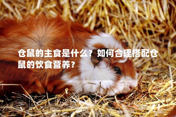 仓鼠的主食是什么？如何合理搭配仓鼠的饮食营养？