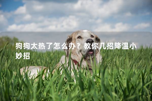 狗狗太热了怎么办？教你几招降温小妙招