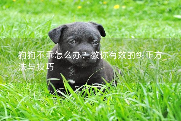 狗狗不乖怎么办？教你有效的纠正方法与技巧