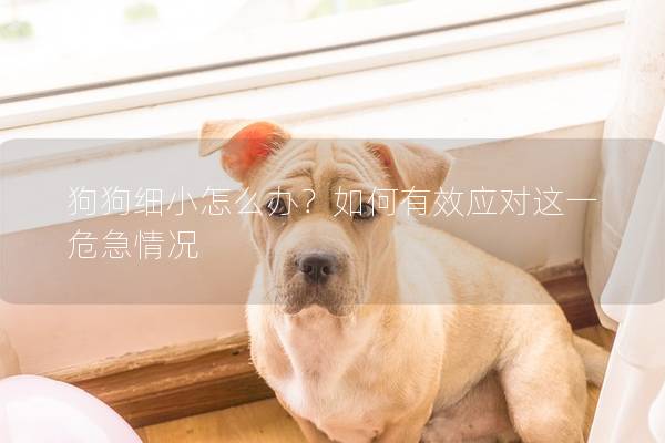 狗狗细小怎么办？如何有效应对这一危急情况