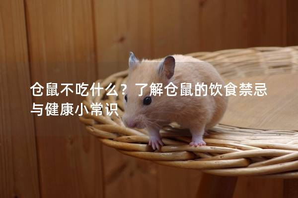 仓鼠不吃什么？了解仓鼠的饮食禁忌与健康小常识