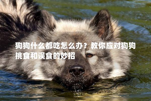 狗狗什么都吃怎么办？教你应对狗狗挑食和误食的妙招