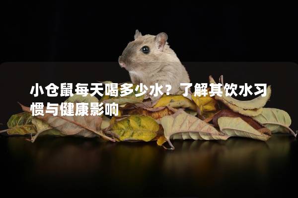 小仓鼠每天喝多少水？了解其饮水习惯与健康影响