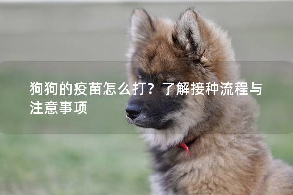 狗狗的疫苗怎么打?了解接种流程与注意事项 狗狗的疫苗怎么打?了解接种流程与注意事项