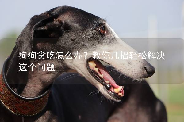 狗狗贪吃怎么办？教你几招轻松解决这个问题