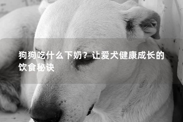 狗狗吃什么下奶？让爱犬健康成长的饮食秘诀