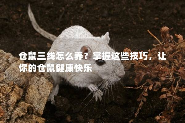 仓鼠三线怎么养？掌握这些技巧，让你的仓鼠健康快乐