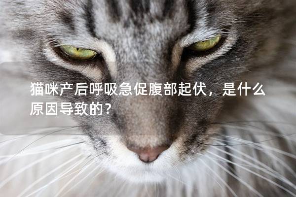 猫咪产后呼吸急促腹部起伏，是什么原因导致的？