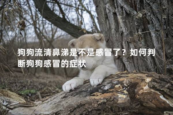 狗狗流清鼻涕是不是感冒了?如何判断狗狗感冒的症状 狗狗流清鼻涕是不是感冒了?如何判断狗狗感冒的症状