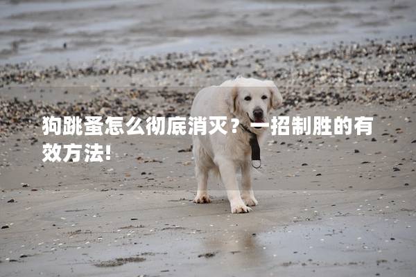 狗跳蚤怎么彻底消灭?一招制胜的有效方法! 狗跳蚤怎么彻底消灭?一招制胜的有效方法!