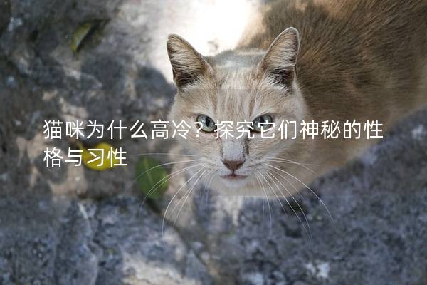 猫咪为什么高冷？探究它们神秘的性格与习性