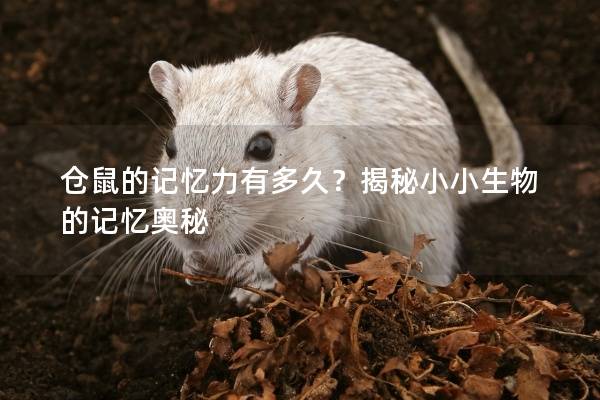 仓鼠的记忆力有多久？揭秘小小生物的记忆奥秘
