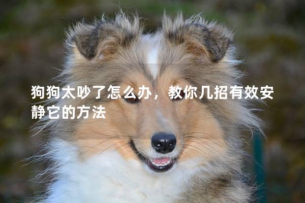 狗狗太吵了怎么办，教你几招有效安静它的方法