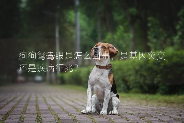 狗狗鸳鸯眼是怎么回事,是基因突变还是疾病征兆? 狗狗鸳鸯眼是怎么回事,是基因突变还是疾病征兆?