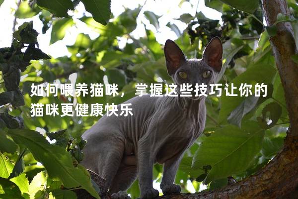 如何喂养猫咪，掌握这些技巧让你的猫咪更健康快乐