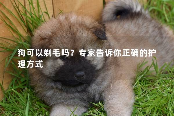 狗可以剃毛吗?专家告诉你正确的护理方式 狗可以剃毛吗?专家告诉你正确的护理方式