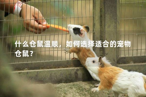 什么仓鼠温顺,如何选择适合的宠物仓鼠? 什么仓鼠温顺,如何选择适合的宠物仓鼠?