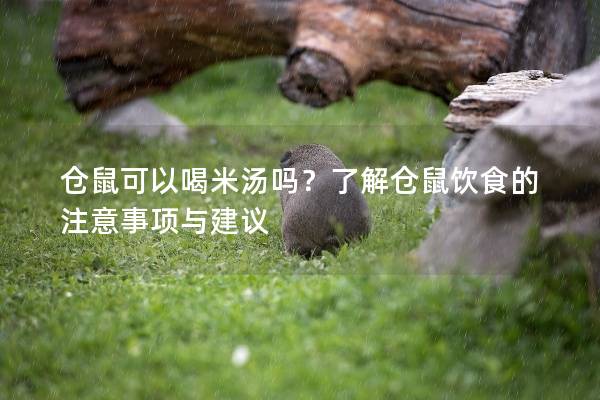 仓鼠可以喝米汤吗？了解仓鼠饮食的注意事项与建议