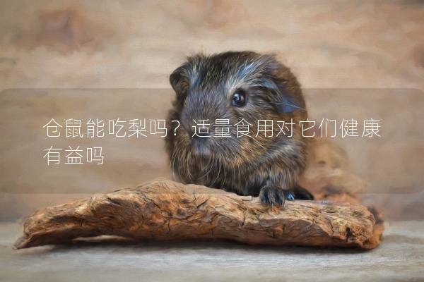 仓鼠能吃梨吗？适量食用对它们健康有益吗