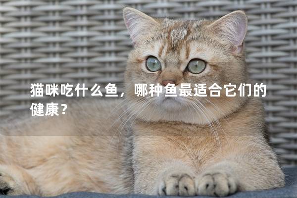 猫咪吃什么鱼，哪种鱼最适合它们的健康？