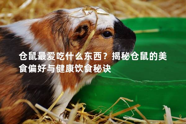 仓鼠最爱吃什么东西？揭秘仓鼠的美食偏好与健康饮食秘诀