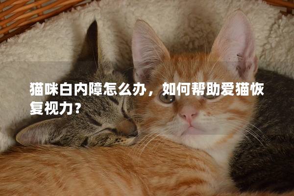 猫咪白内障怎么办，如何帮助爱猫恢复视力？