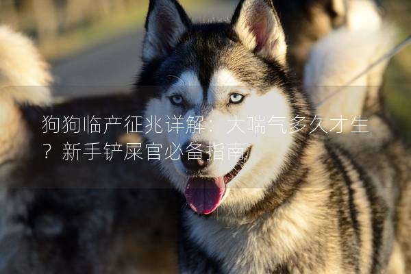 狗狗临产征兆详解：大喘气多久才生？新手铲屎官必备指南