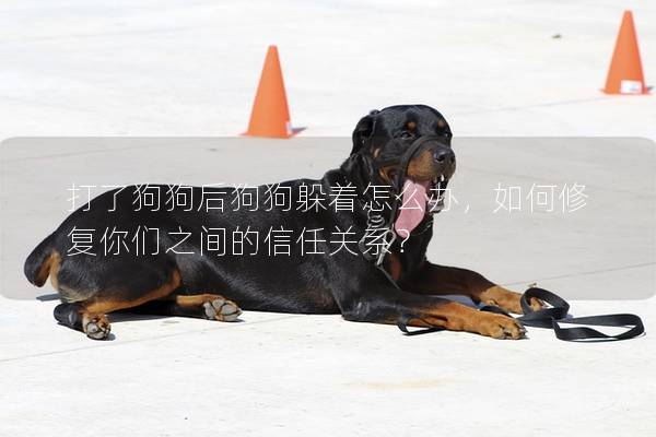 打了狗狗后狗狗躲着怎么办，如何修复你们之间的信任关系？