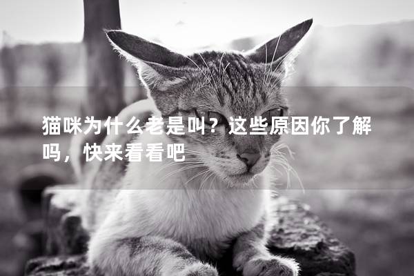 猫咪为什么老是叫?这些原因你了解吗,快来看看吧 猫咪为什么老是叫?这些原因你了解吗,快来看看吧