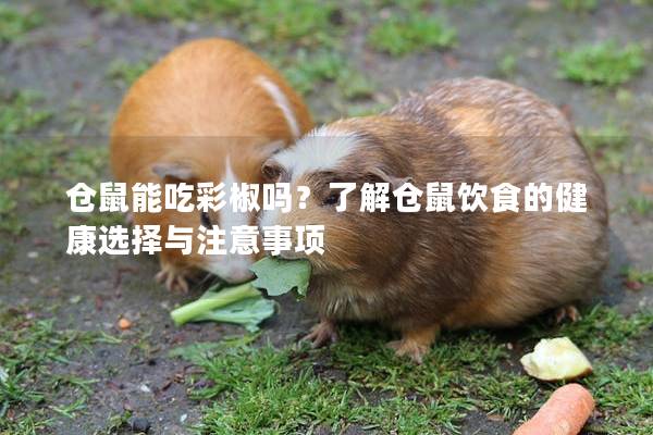 仓鼠能吃彩椒吗？了解仓鼠饮食的健康选择与注意事项
