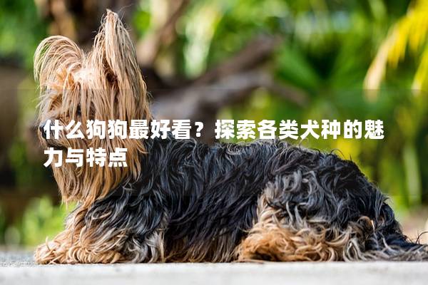 什么狗狗最好看?探索各类犬种的魅力与特点 什么狗狗最好看?探索各类犬种的魅力与特点