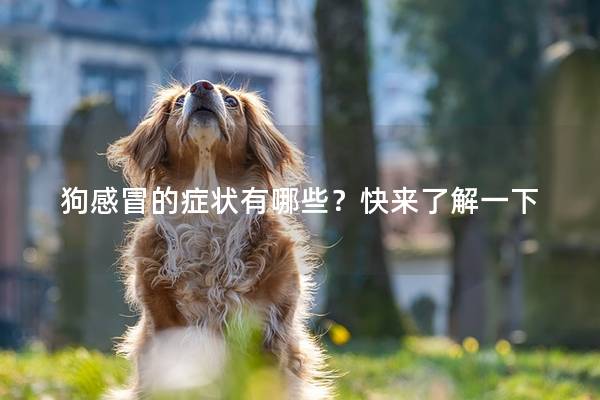 狗感冒的症状有哪些?快来了解一下 狗感冒的症状有哪些?快来了解一下