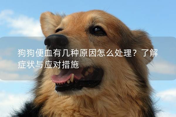 狗狗便血有几种原因怎么处理？了解症状与应对措施