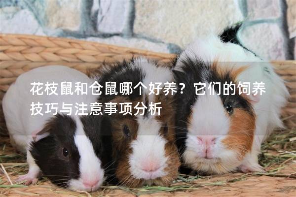花枝鼠和仓鼠哪个好养?它们的饲养技巧与注意事项分析 花枝鼠和仓鼠哪个好养?它们的饲养技巧与注意事项分析
