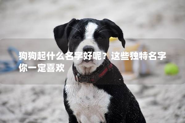 狗狗起什么名字好呢？这些独特名字你一定喜欢