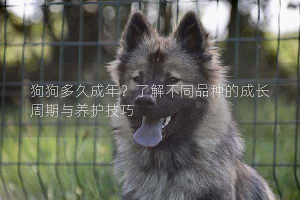 狗狗多久成年?了解不同品种的成长周期与养护技巧 狗狗多久成年?了解不同品种的成长周期与养护技巧