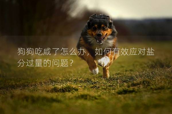 狗狗吃咸了怎么办，如何有效应对盐分过量的问题？