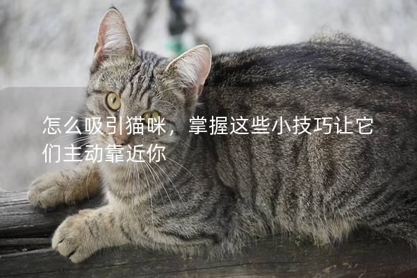 怎么吸引猫咪，掌握这些小技巧让它们主动靠近你