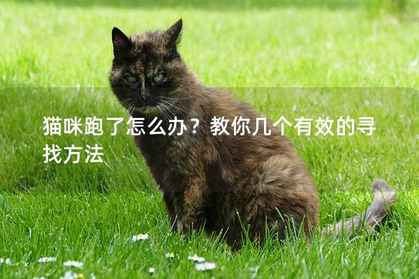 猫咪跑了怎么办？教你几个有效的寻找方法