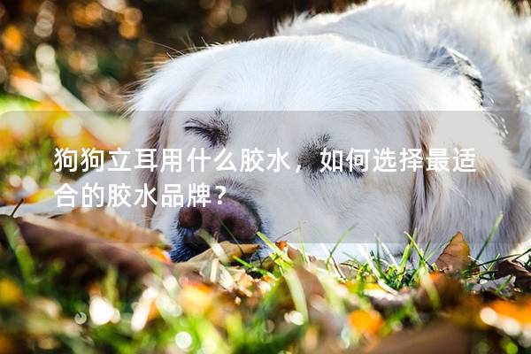 狗狗立耳用什么胶水，如何选择最适合的胶水品牌？