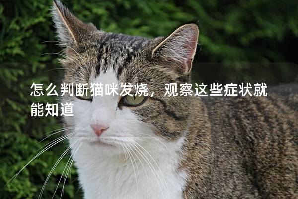 怎么判断猫咪发烧，观察这些症状就能知道
