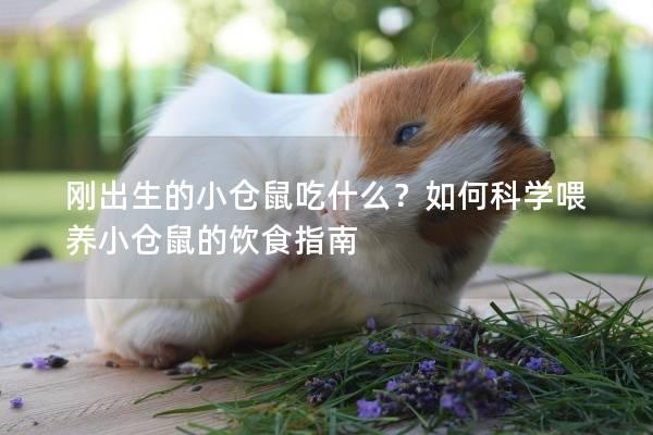 刚出生的小仓鼠吃什么？如何科学喂养小仓鼠的饮食指南