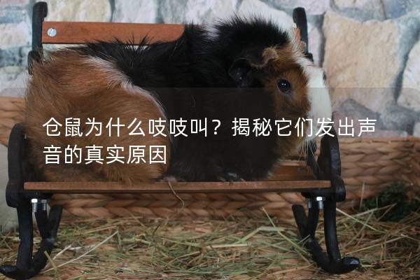 仓鼠为什么吱吱叫？揭秘它们发出声音的真实原因