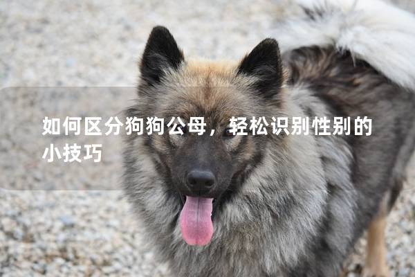 如何区分狗狗公母，轻松识别性别的小技巧