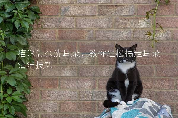 猫咪怎么洗耳朵，教你轻松搞定耳朵清洁技巧
