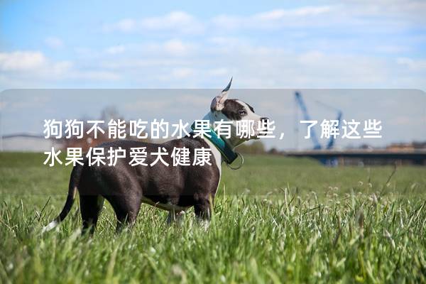 狗狗不能吃的水果有哪些，了解这些水果保护爱犬健康