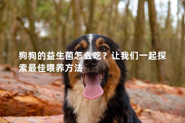 狗狗的益生菌怎么吃？让我们一起探索最佳喂养方法