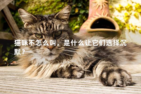 猫咪不怎么叫，是什么让它们选择沉默？